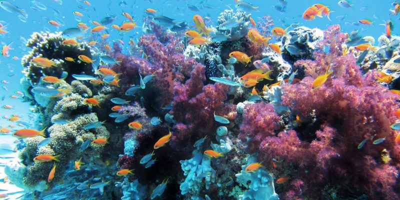 沖縄の海洋散骨プランオススメは？