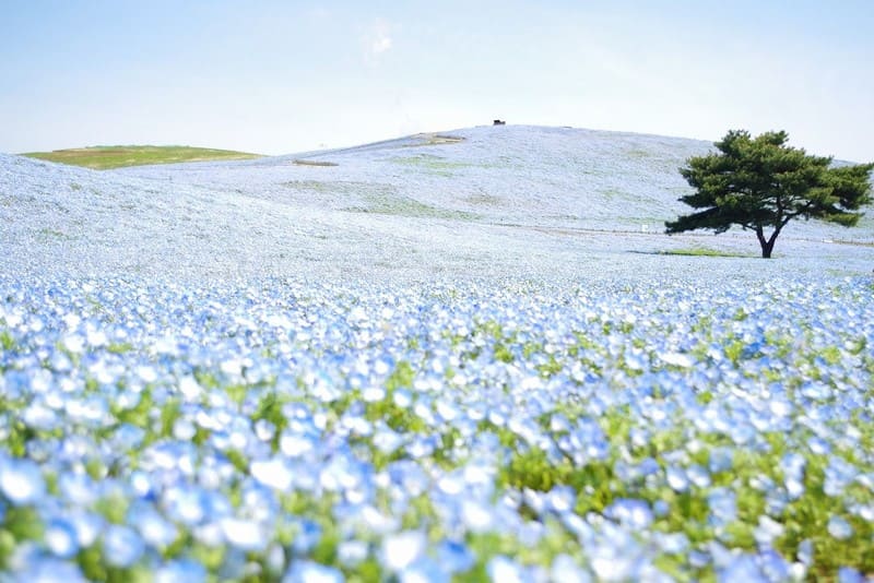 茨城県