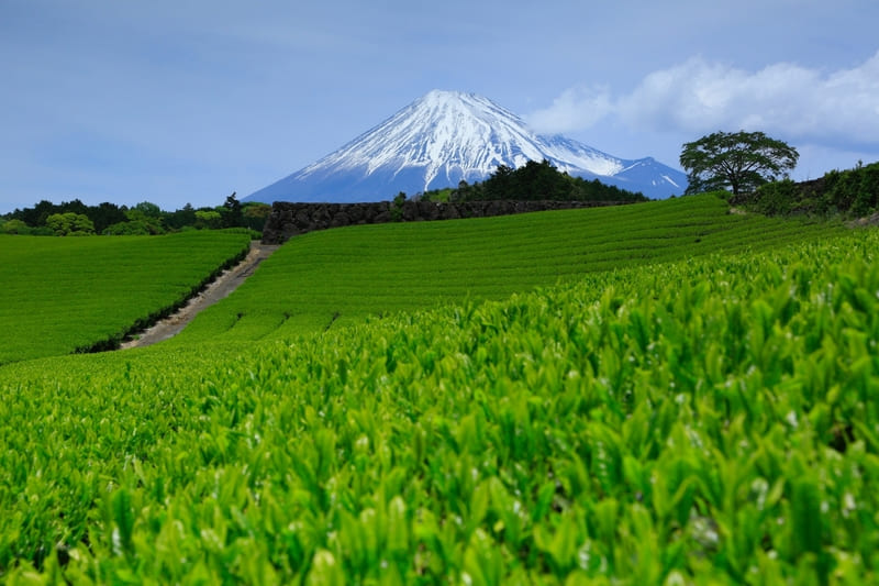 静岡県